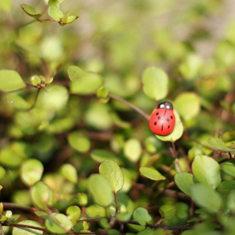 แมลงเต่าทองติดตู้เย็นขนาดเล็ก  - Art Craft Ladybug บทวิจารณ์และราคา